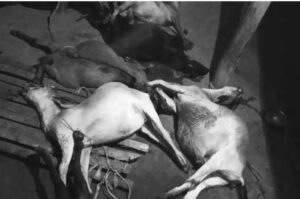 राजनगर : जहरीला चारा खाने से सात बकरियों की हुई मौत