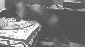 आदित्यपुर : युवक ने लगाई फांसी। मामला संदेहास्पद