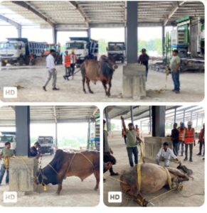 JNAC के डॉ. सागर हंसदा की पहल और साथ से जन सेवा संघ ट्रस्ट ने SIDGORA के घायल सांड को रेस्क्यू कर पहुंचाया गौशाला